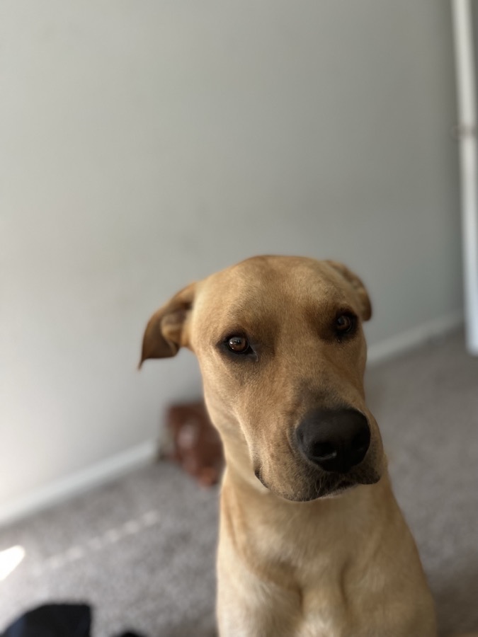 Milo, a copper-coated lab/pitbull mix